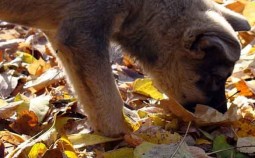 Schnupfen beim Hund