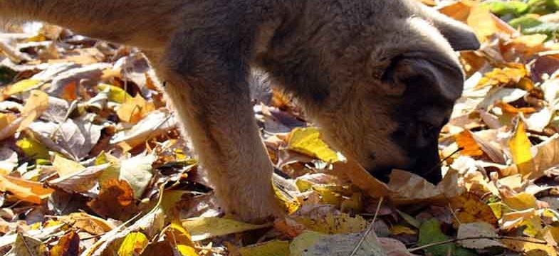 Schnupfen beim Hund