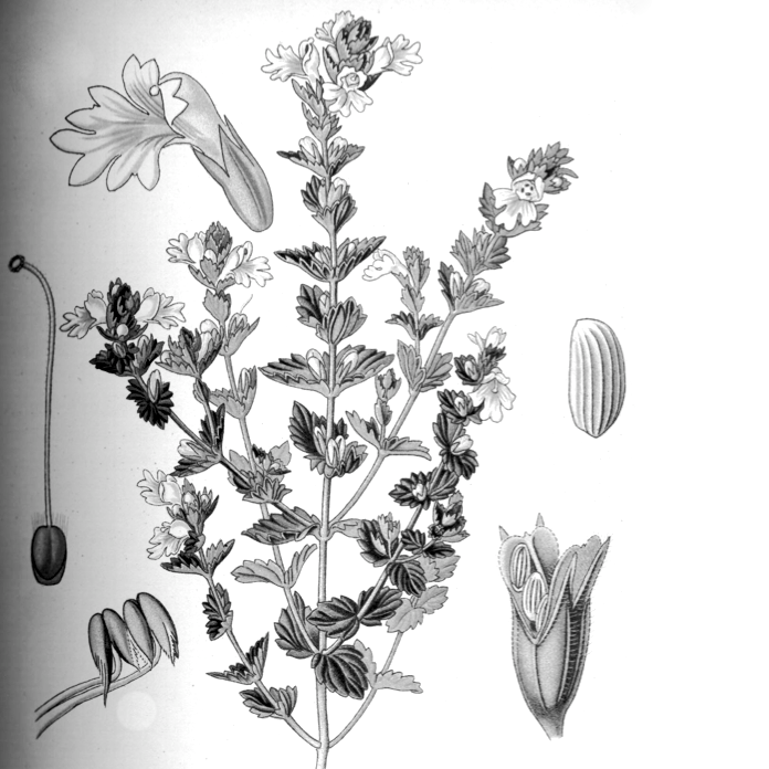 euphrasia officinalis