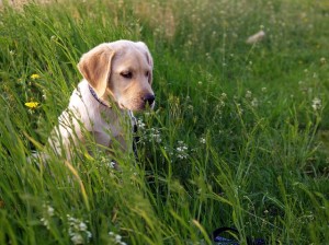 Auch Hunde können unter Heuschnupfen leiden