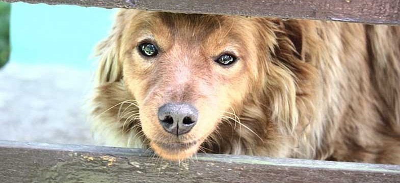 Niesen beim Hund