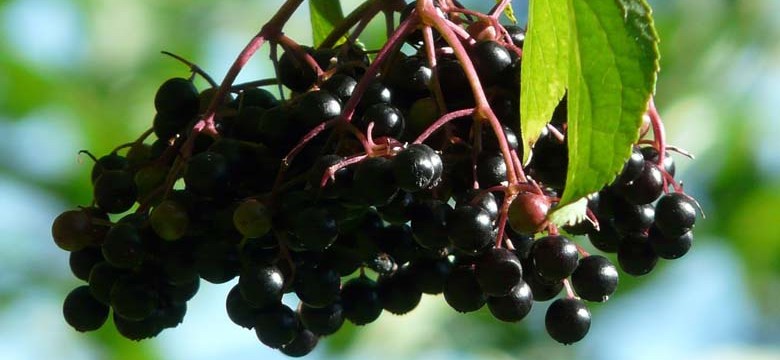 Holundersaft gegen Schnupfen