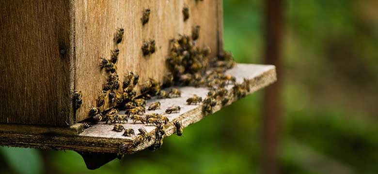 Manuka-Honig gegen Schnupfen